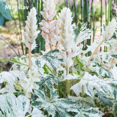 Акантус (Меча стъпка), снимка 2 - Градински цветя и растения - 54199129