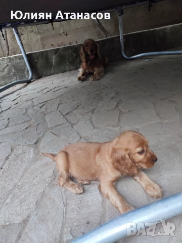 Кокершпаньол, снимка 1