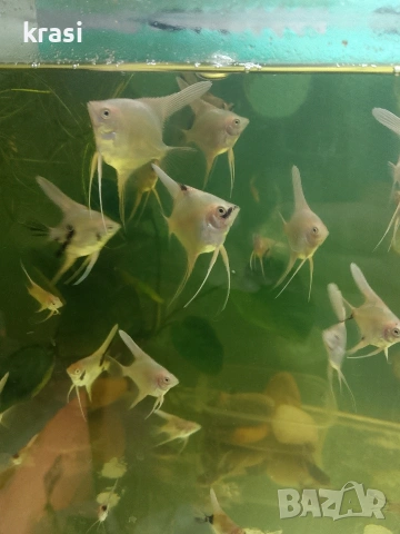 Декоративни рибки, скаларий. , снимка 11 - Рибки - 54359555