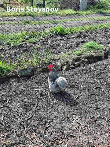 3 чифта мини кохин, снимка 2 - други­ - 54173590