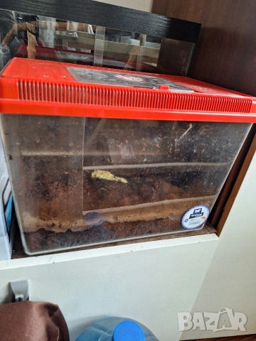 Гигантски африкански охлюви Ахатина, снимка 3 - Терариуми и оборудване - 53221991