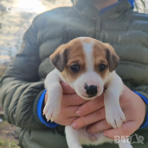 Джак Ръсел , снимка 6 - Джак ръсел териер - 52775745