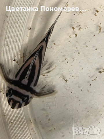 Pleco L046 Hypancistrus zebra / 4броя, снимка 2 - Рибки - 52329392
