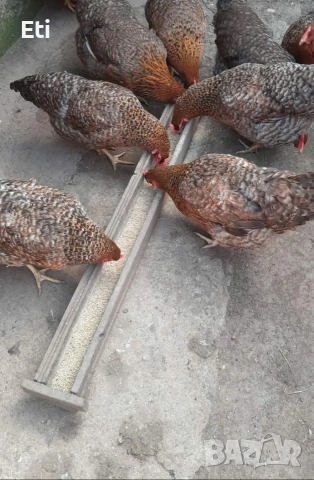 Билефелдер, Амрок и Виендот , снимка 4 - други­ - 53892091