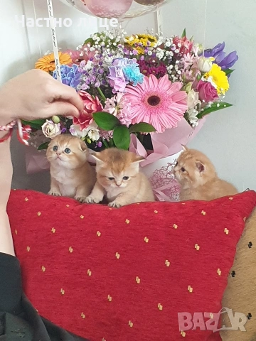 Шотландско коте  клепоуха златна чинчила, снимка 6 - Чинчили - 53957925