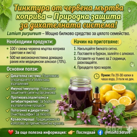 Тинктура от червена мъртва коприва (Lamium purpureum)