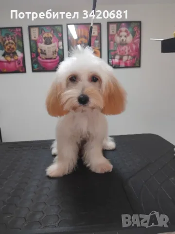Малтипу Maltlpoo, снимка 2 - Пудели - 55957559