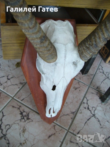 Рога от Антилопа Кудо, снимка 2 - Други ценни предмети - 52589136