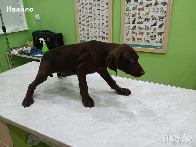 Продавам , снимка 3 - Курцхаар - 52690625