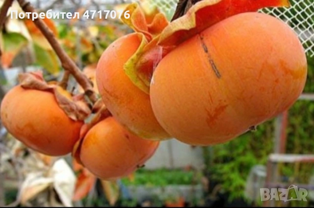 Дръвчета райска ябълка , снимка 4 - Градински цветя и растения - 53200652