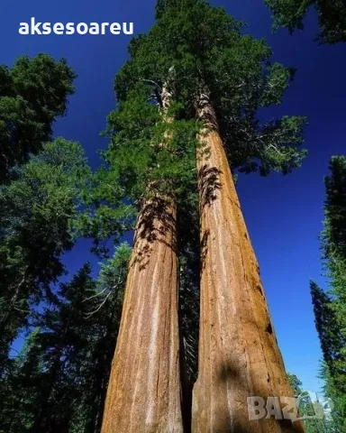 15 нови семена гигантска секвоя мамутово дърво sequoiadendron giganteum за декорация на двора  , снимка 17 - Сортови семена и луковици - 49828592
