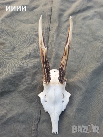 Ловен трофей Сръндак 