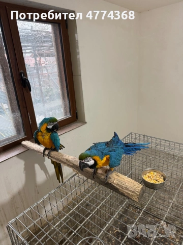 ари мъжка и женска, снимка 3 - Папагали - 53938569