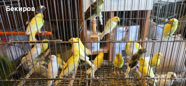 продавам канари , снимка 13 - Канари - 48365197