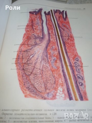 Атлас по ГИСТОЛОГИИ и ЕМБРИОЛОГИИ от И.В.Алмазов, Л.С.Сутулов, снимка 6 - Специализирана литература - 29403540
