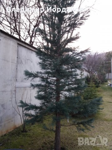 предлагам красива и симетрична Секвоя на 7 години висока 6 метра  , снимка 3 - Градински цветя и растения - 32009783