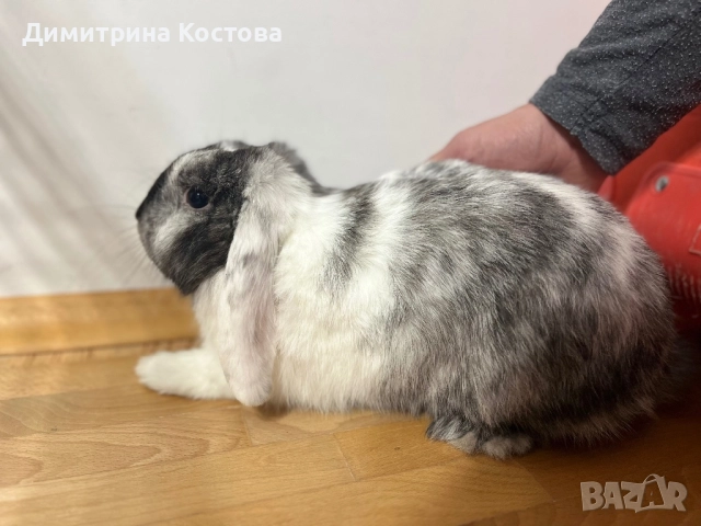 Подарявам декоративно зайче, клепоухо , снимка 3 - Декоративни зайчета - 52806247