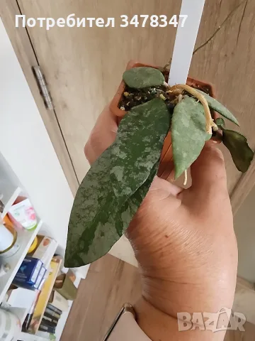 Хоя Flagelata splash