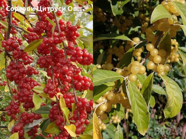 Поинтила Есенна Маслина Elaeagnus umbellata