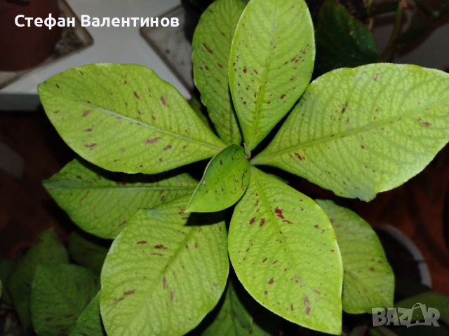 Euphorbia Synadenium grantii (каучуково дърво) 