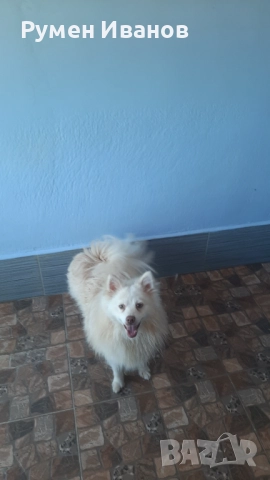 Немски шпиц , снимка 3 - Шпиц - 52080396