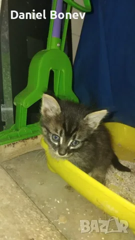 Изгубено котенце