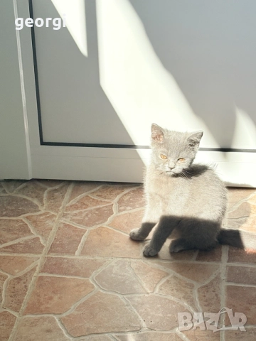 британско коте търсещо новите си стопани
