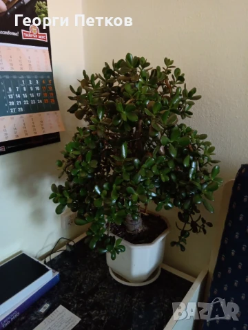 Дърво на живота-Красула