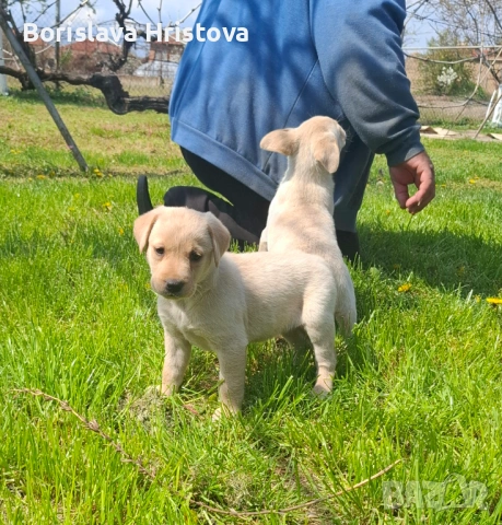 Чистокръвен Лабрадор Ретривър, снимка 2 - Лабрадор ретривър - 54161051