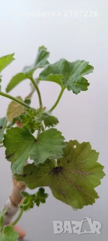 Pelargonium Ю Мерлезон, снимка 3 - Стайни растения - 56514889