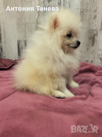 Померан, снимка 2 - Померан - 51993239