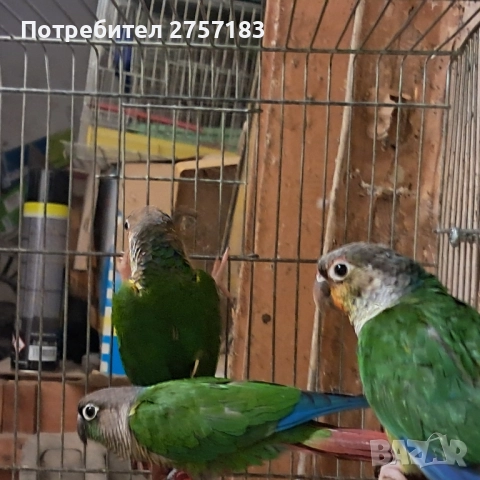 продавам папагал пирура, снимка 3 - Папагали - 52556830