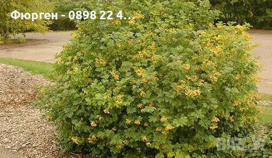 Жълта калина(viburnum opulus xanthocarpum), снимка 3 - Разсади - 38210100