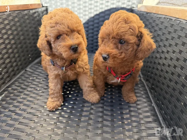 Мини Пудели Актуално от 2.10.2026, снимка 3 - Пудели - 56151127