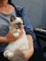 Бирманска свещена котка - търся мъжки котарак за продължаване на рода, снимка 1
