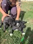 Кученца Кане Корсо малка баща дого аржантино, снимка 8