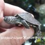 Водни костенурки graptemys pseudogeographica 4см, снимка 1 - Костенурки - 34046680