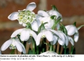 Кичесто кокиче (Galanthus nivalis 'Flore Pleno') – луковици, снимка 1