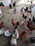 Продавам декоративни петли и кокошки, снимка 2