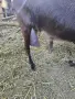   продавам млечна коза , снимка 4