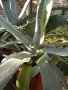 Агаве, снимка 2