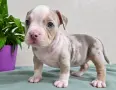 American Bully Pocket, снимка 2