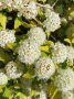 Физокарпус жълт, Physocarpus opulifolius ‘Dart’s Gold’, снимка 6