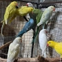 продавам папагали малак александар, снимка 7