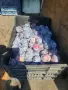 Синя слива за ракия без пестициди от производител, снимка 2