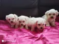 Супер Мини Малтийска Болонка Доставка, снимка 4