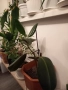 Алое,фикус,замиокулкас, драцена и др, снимка 8