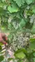 Продавам грозде🍇, снимка 2