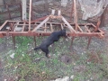 Култиватор, снимка 5