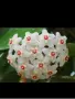 Восъчно цвете, вкоренено, снимка 4